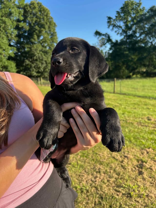 Labrador Retriever Puppies media 4