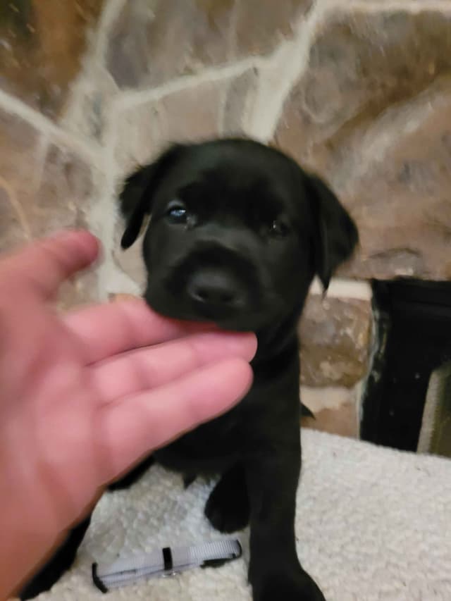 Labrador Retriever Puppies media 2