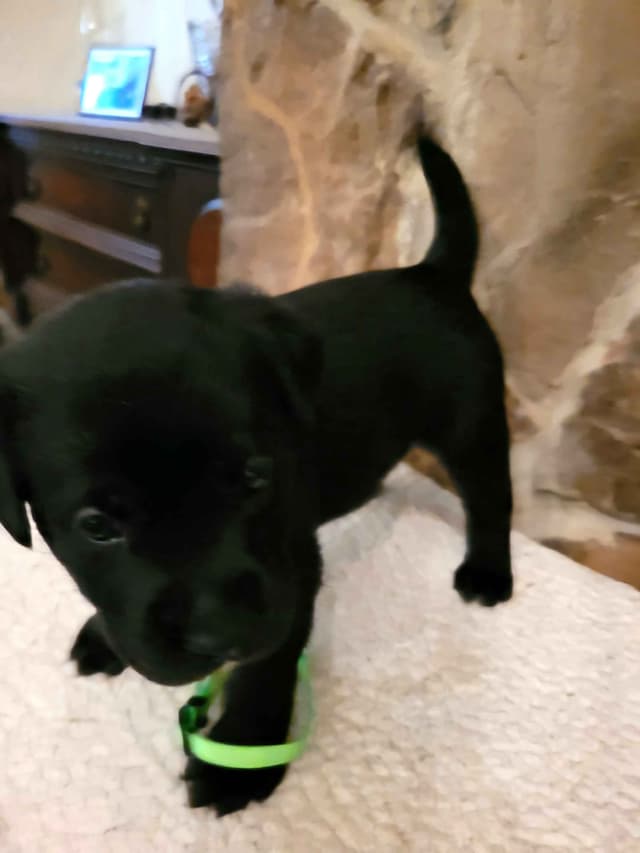 Labrador Retriever Puppies media 3