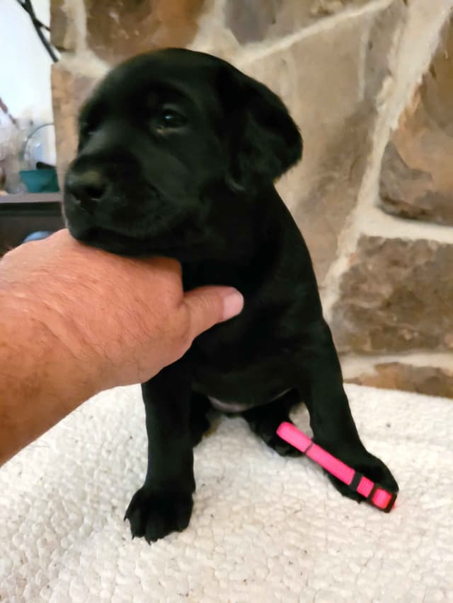 Labrador Retriever Puppies media 5