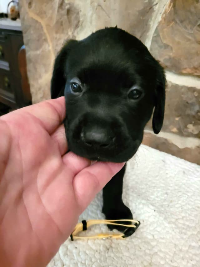 Labrador Retriever Puppies media 6