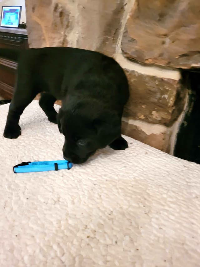 Labrador Retriever Puppies media 7