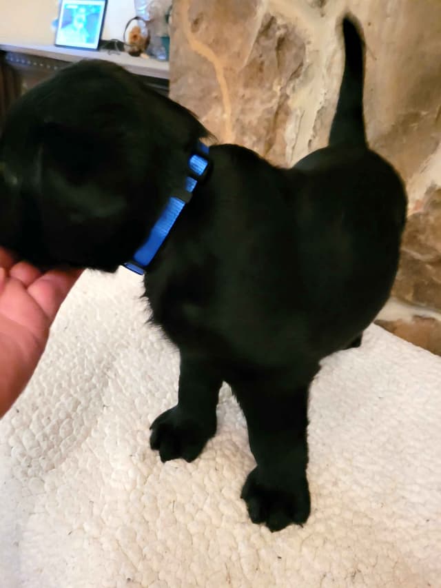 Labrador Retriever Puppies media 9