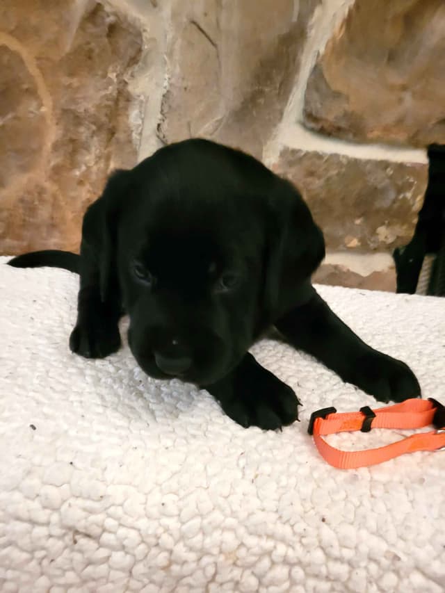 Labrador Retriever Puppies media 8