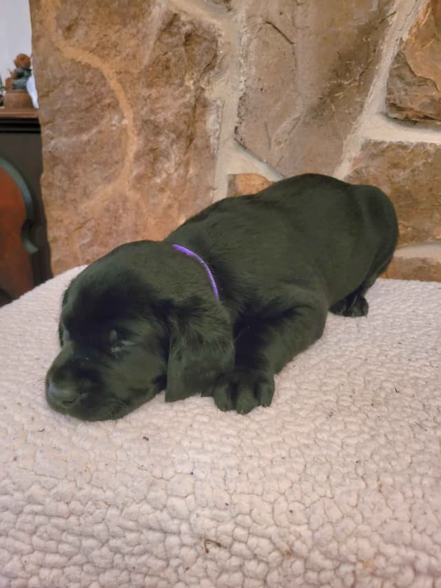 Labrador Retriever Puppies media 10