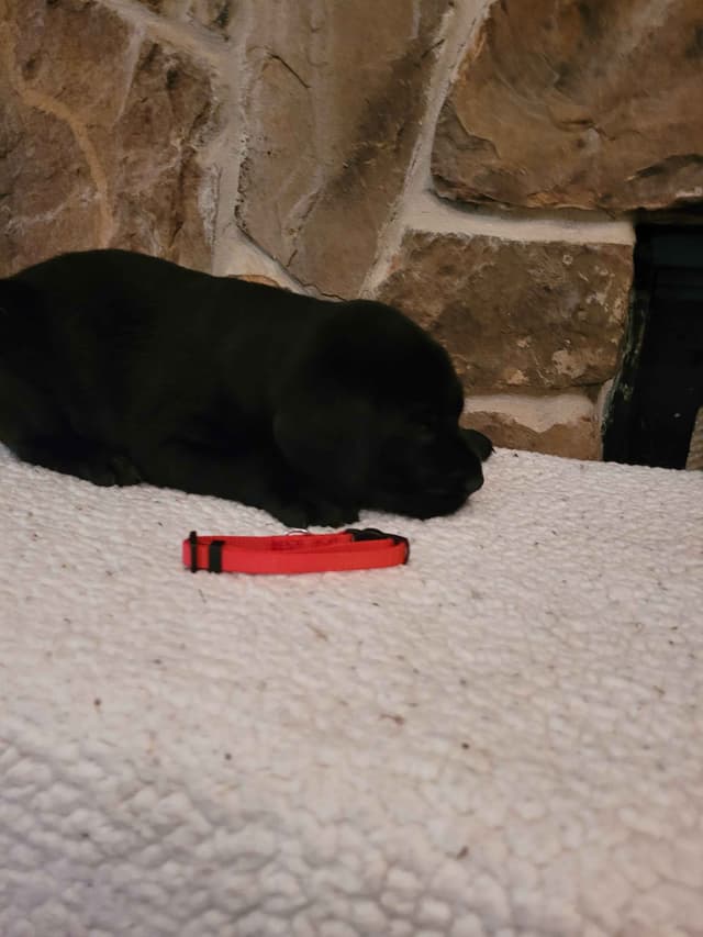 Labrador Retriever Puppies media 11
