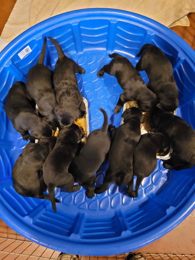 Labrador Retriever Puppies media 13