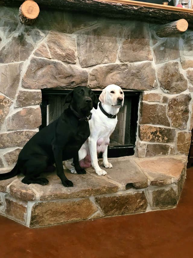 Labrador Retriever Puppies media 14