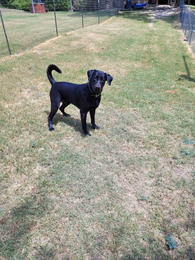 Labrador Retriever Puppies media 15