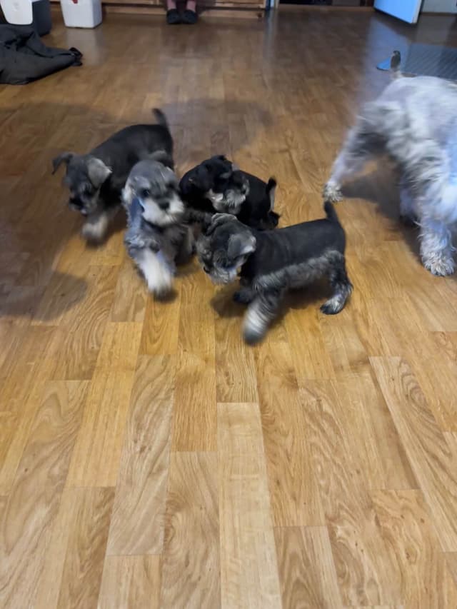 Miniature Schnauzer Puppies media 2