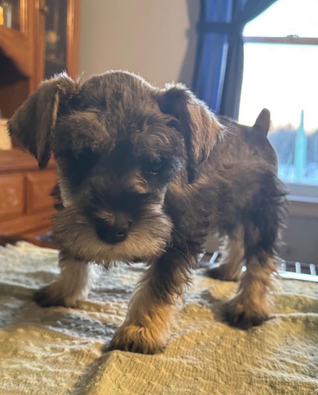 Miniature Schnauzer Puppies media 3