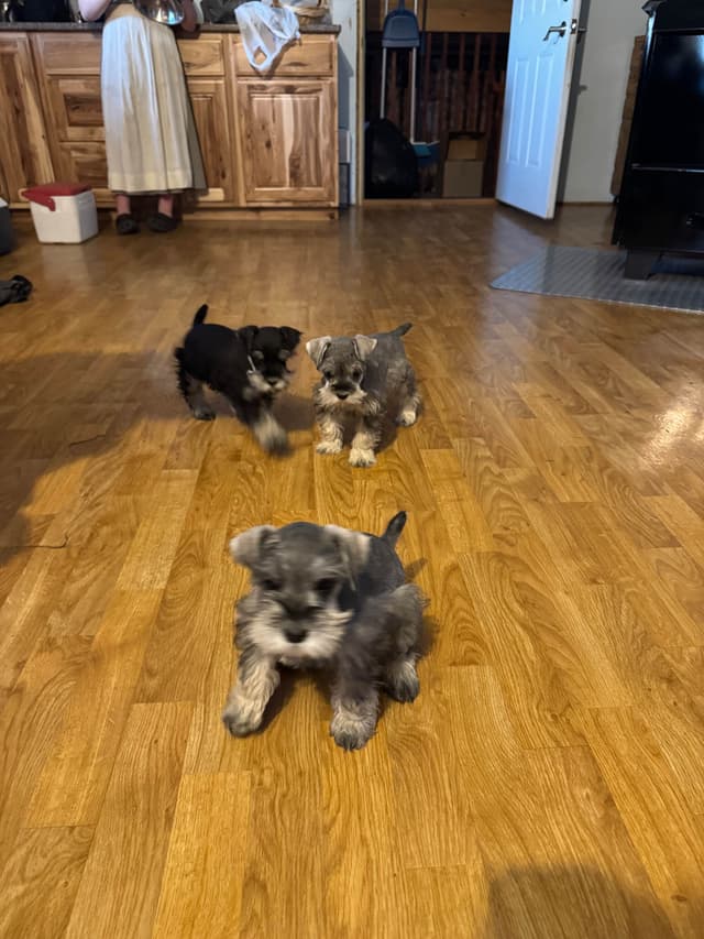 Miniature Schnauzer Puppies media 5