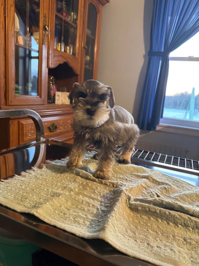 Miniature Schnauzer Puppies media 6