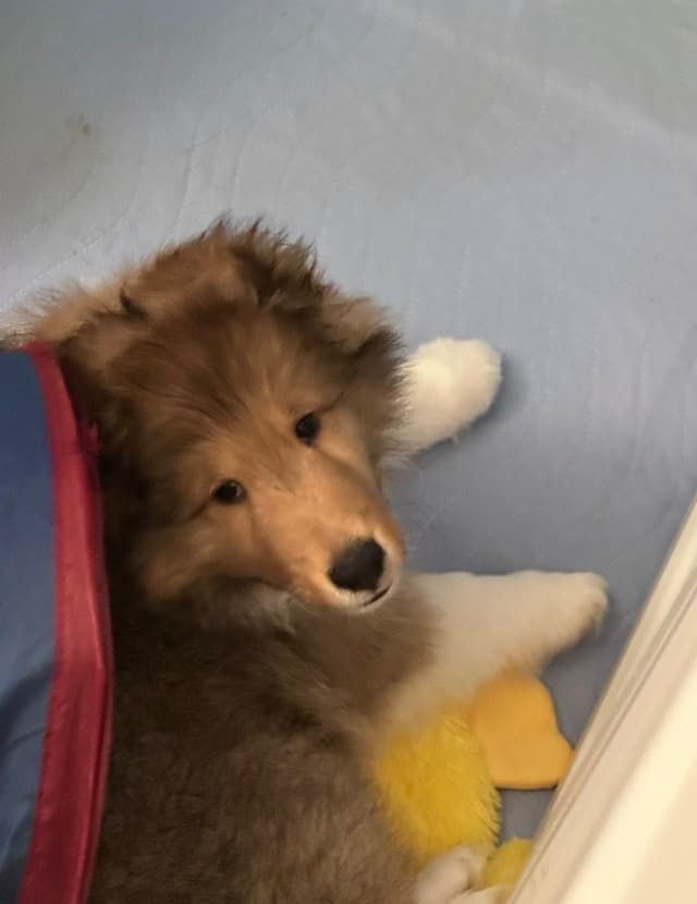 Shetland Sheepdog Puppies media 2