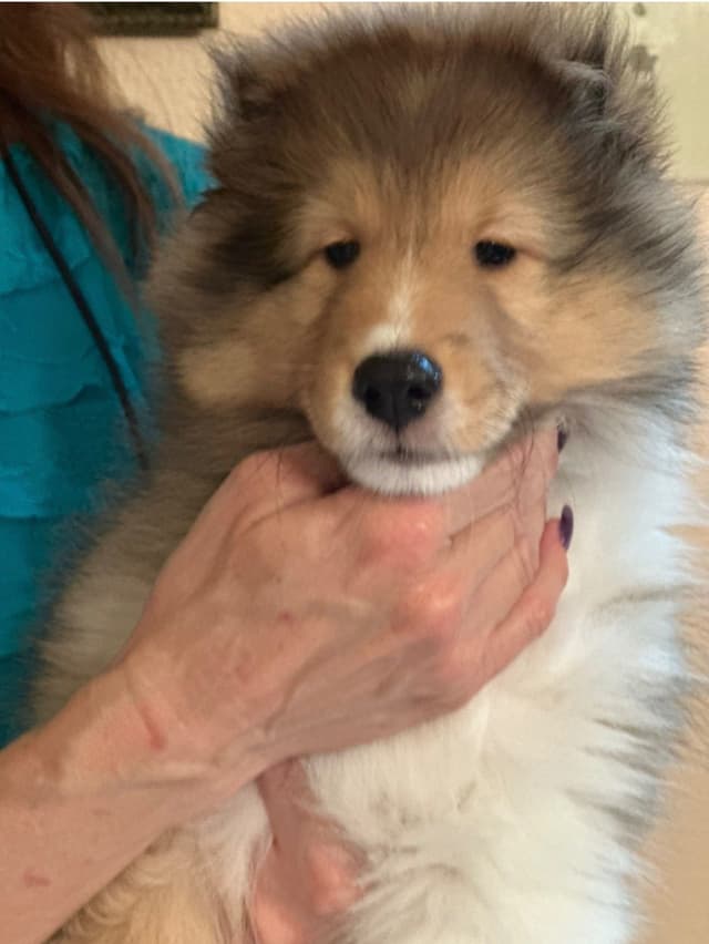 Shetland Sheepdog Puppies media 3