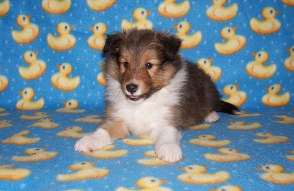 Shetland Sheepdog Puppies breeder image 1