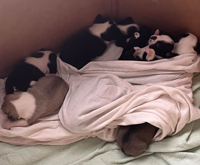 Boston Terrier Puppies media 2