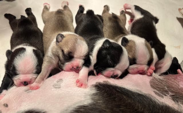 Boston Terrier Puppies media 3