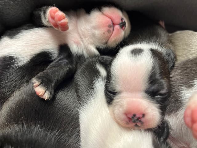 Boston Terrier Puppies media 4