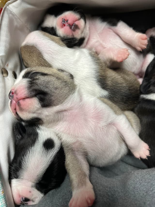 Boston Terrier Puppies media 5