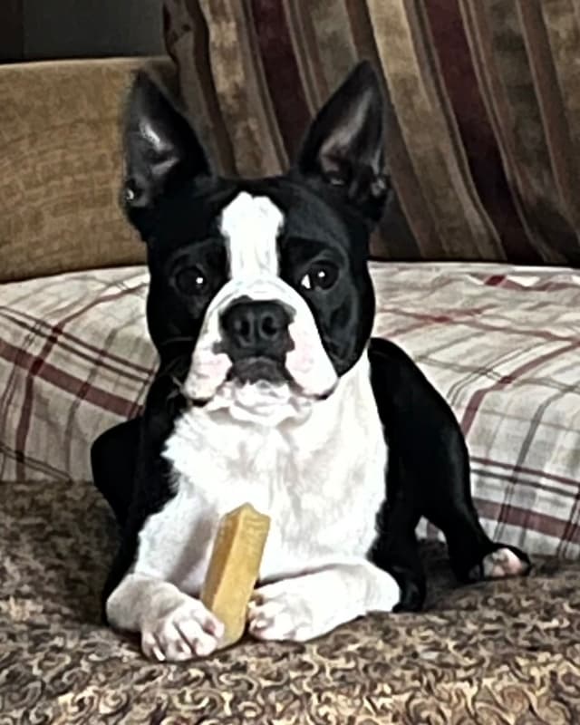 Boston Terrier Puppies media 6