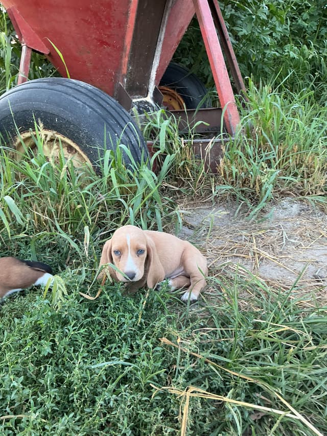 Basset Hound Puppies media 2