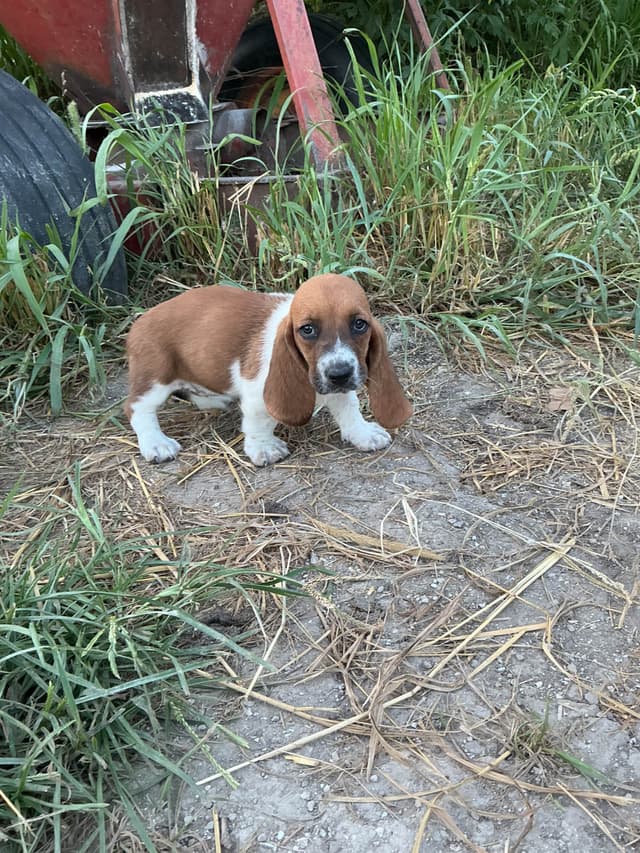 Basset Hound Puppies media 3