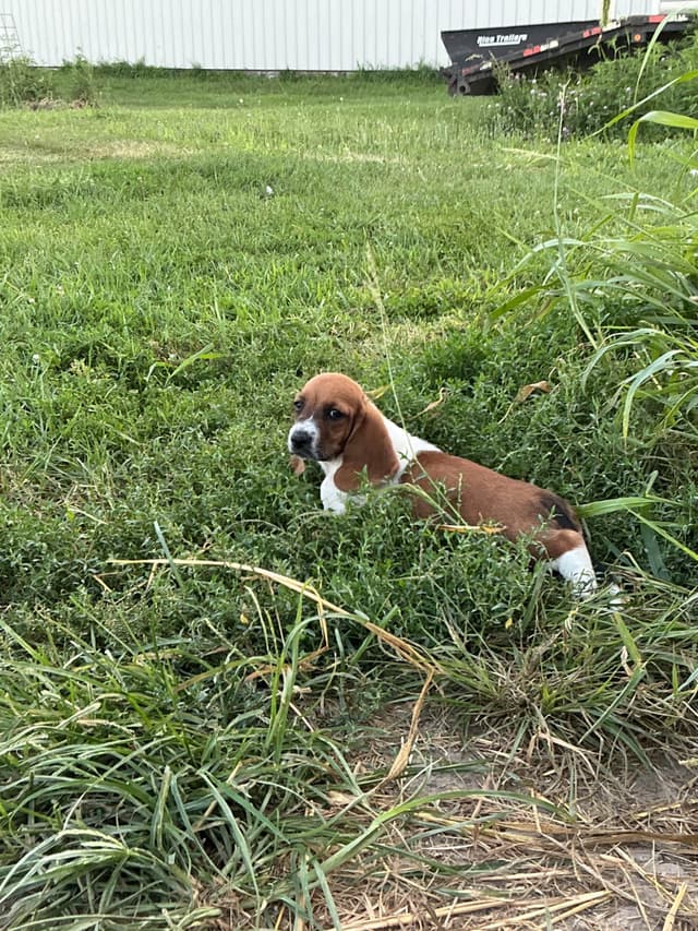 Basset Hound Puppies media 4