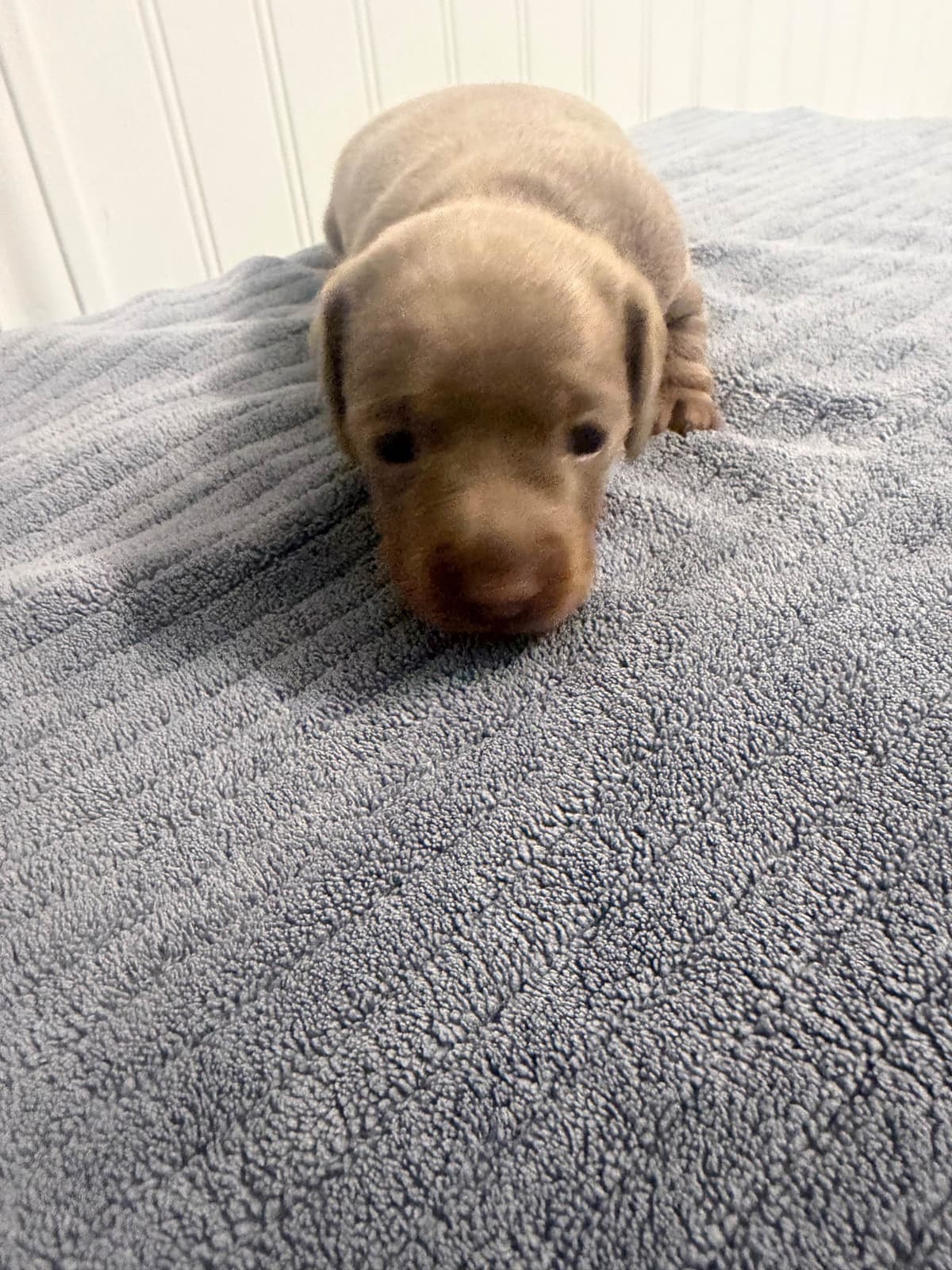 Dachshund Puppies breeder image 22