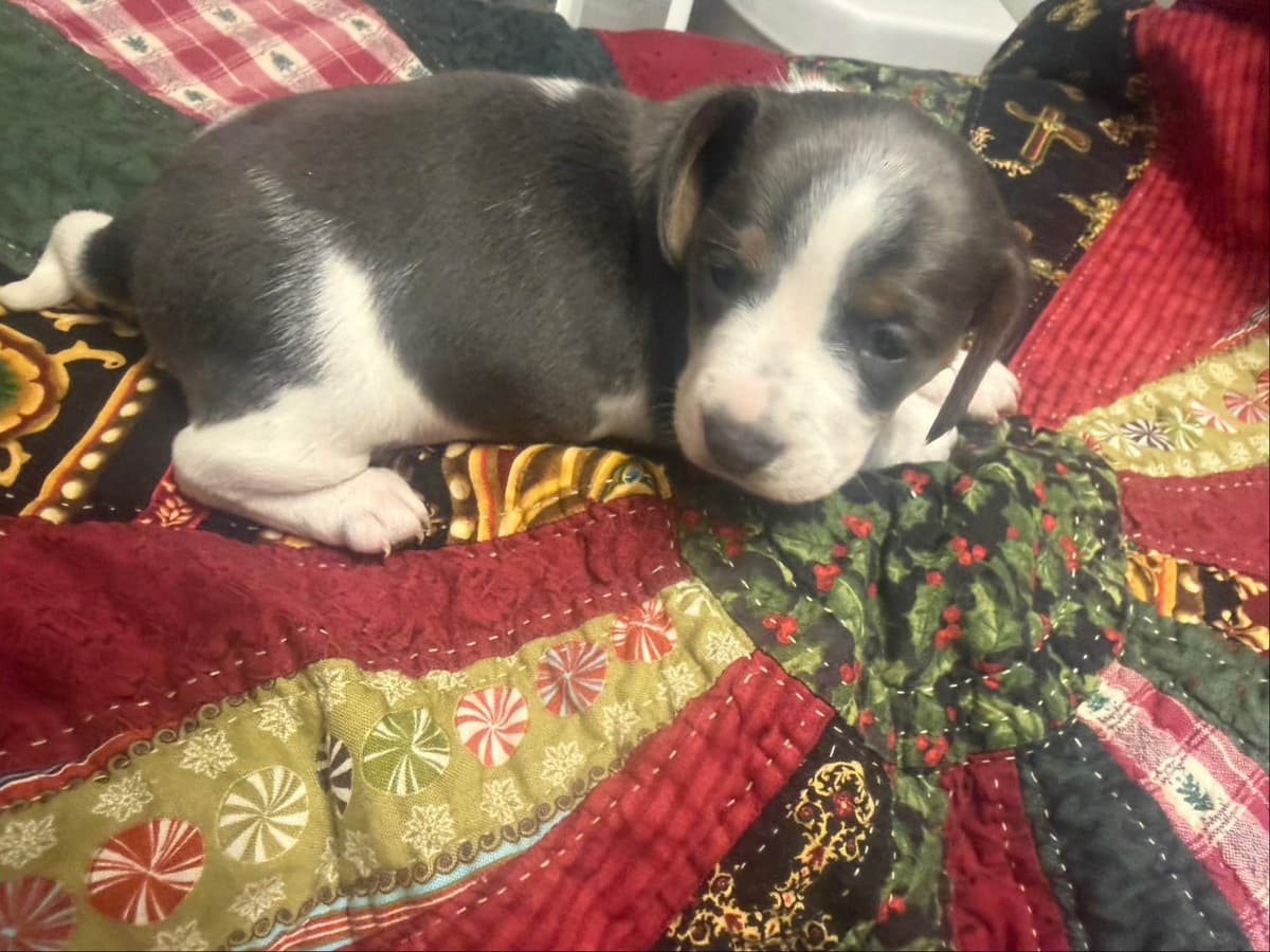 Dachshund Puppies breeder image 1