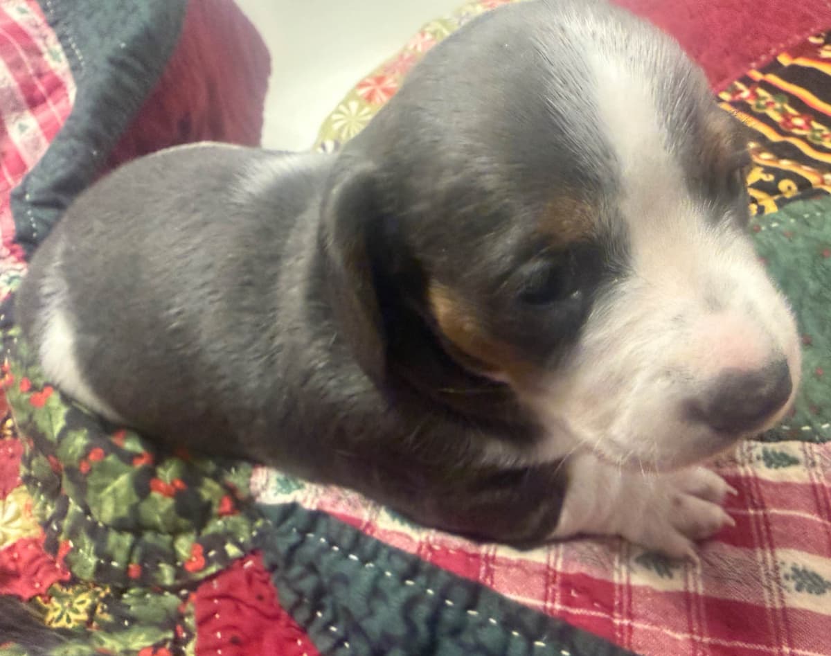Dachshund Puppies breeder image 2