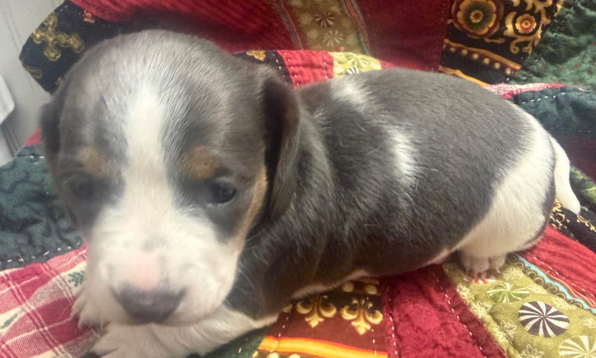 Dachshund Puppies breeder image 3