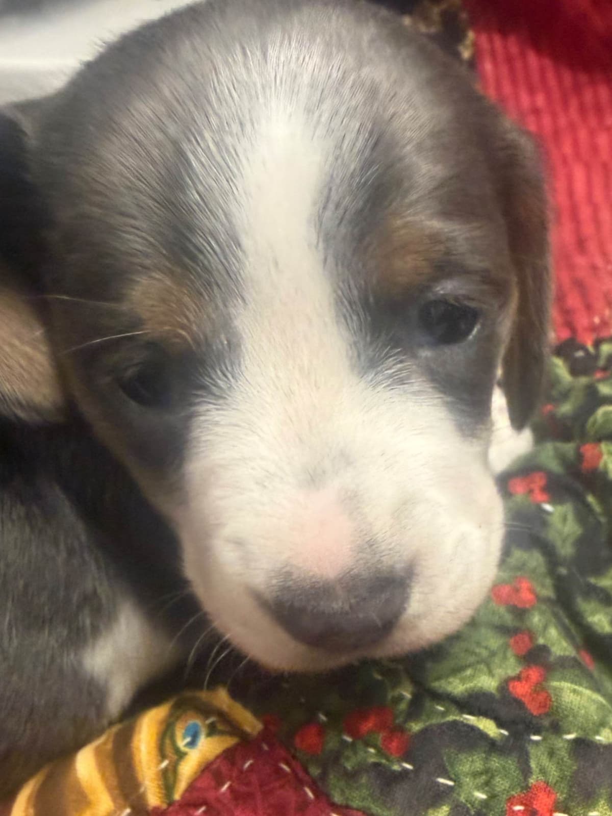 Dachshund Puppies breeder image 4
