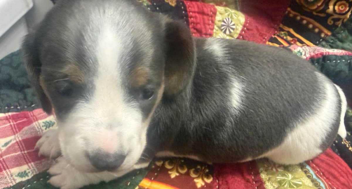 Dachshund Puppies breeder image 5