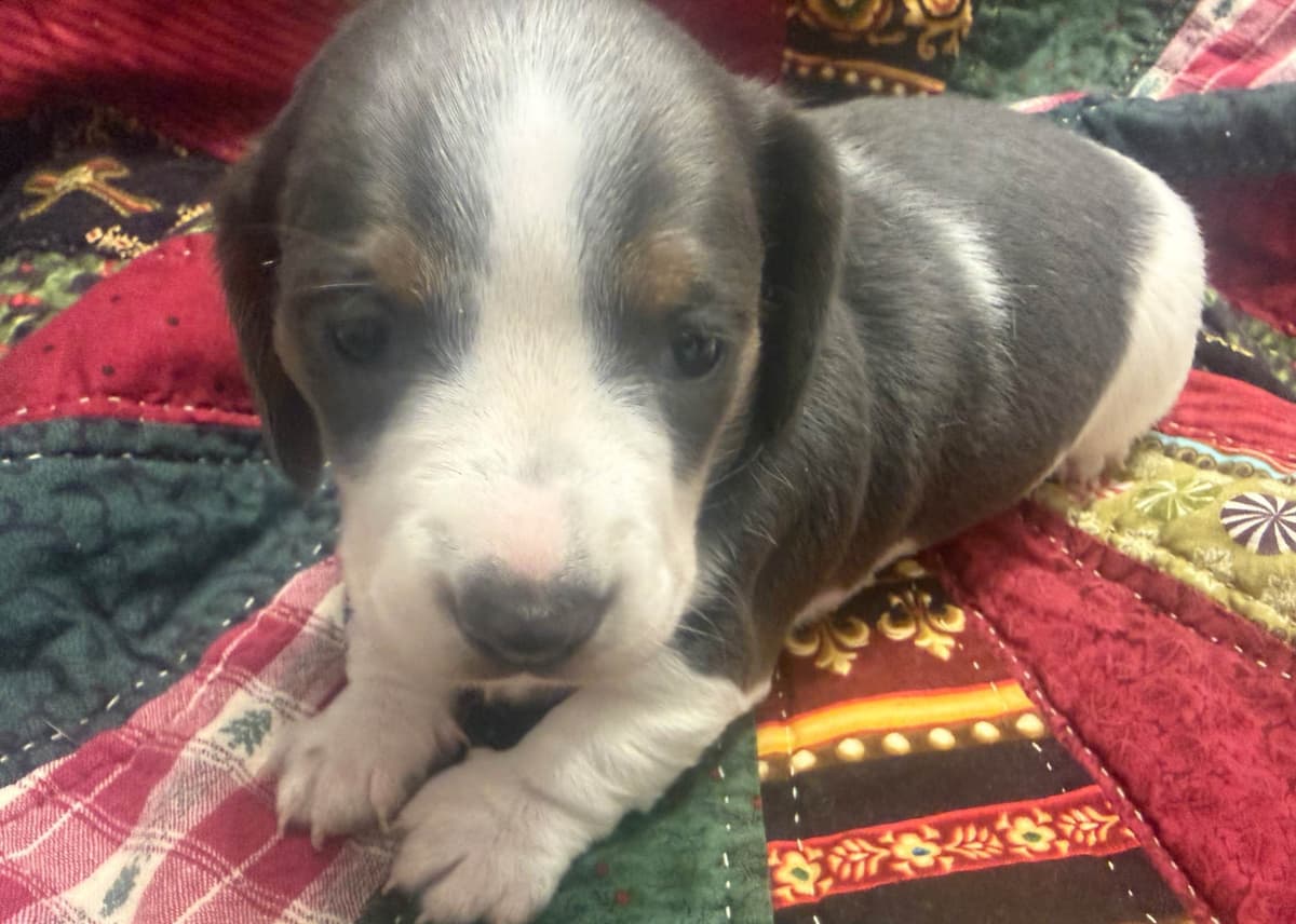 Dachshund Puppies breeder image 7