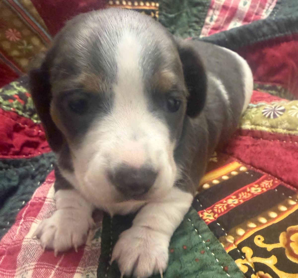 Dachshund Puppies breeder image 6