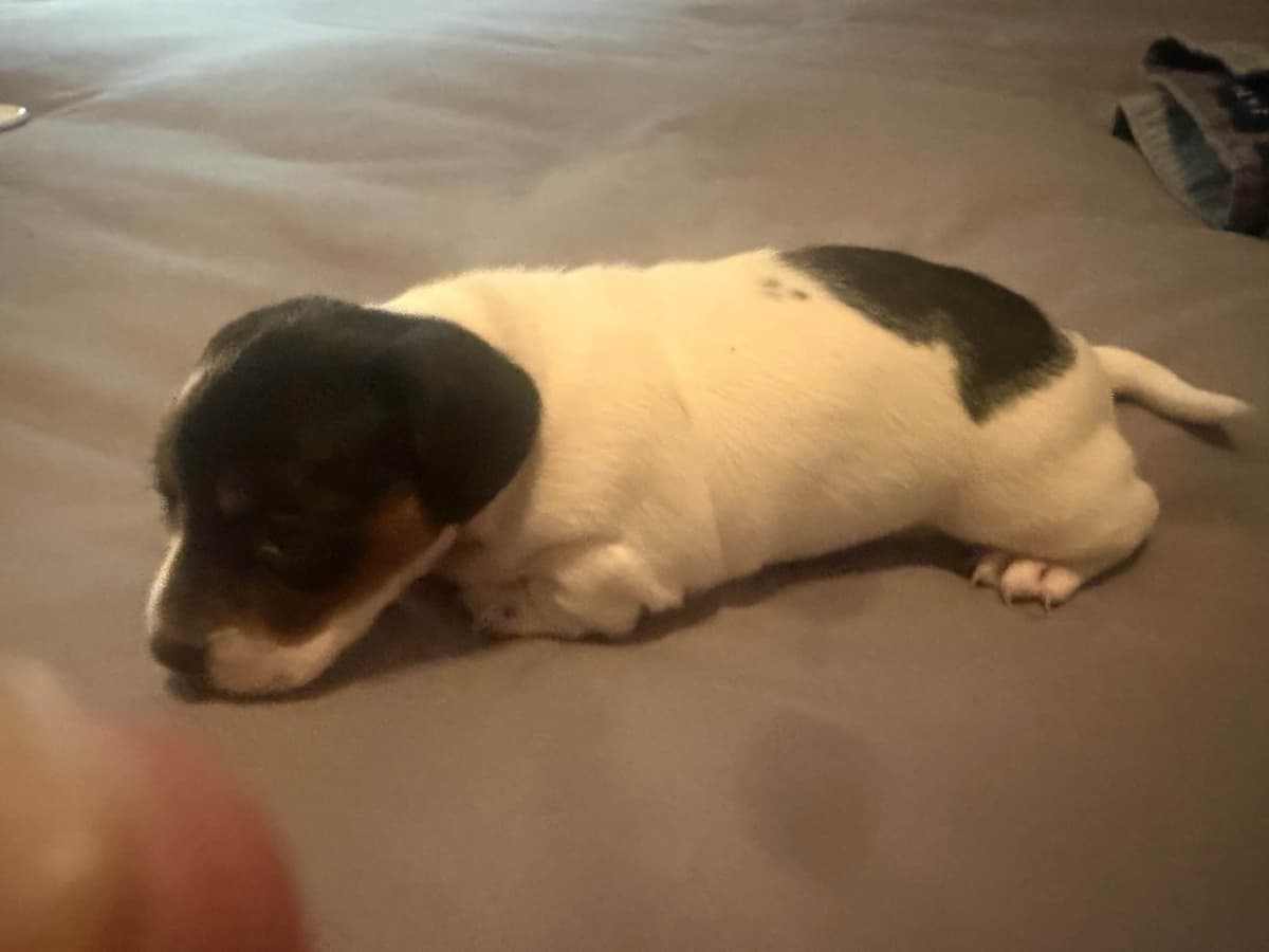 Dachshund Puppies breeder image 8