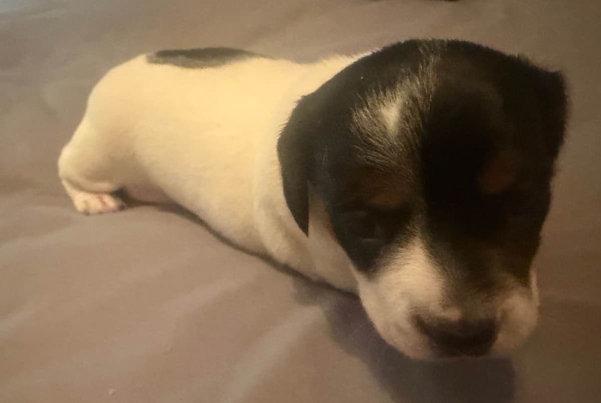 Dachshund Puppies breeder image 9
