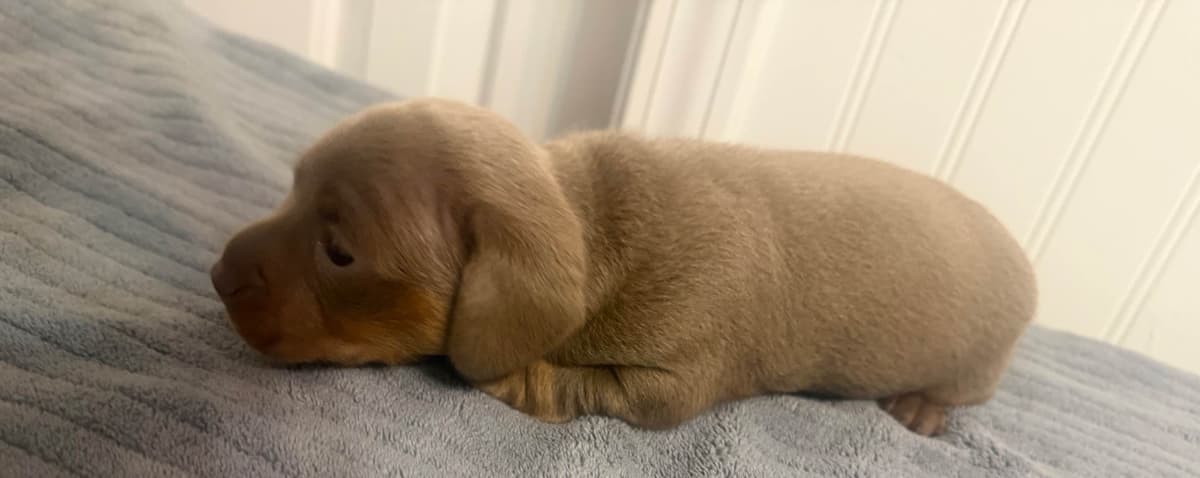 Dachshund Puppies breeder image 13