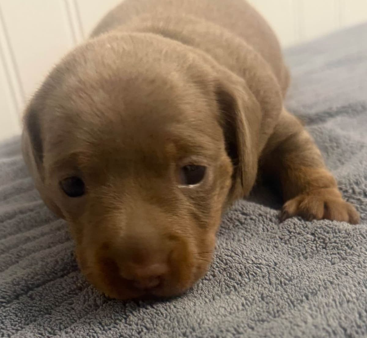 Dachshund Puppies breeder image 14