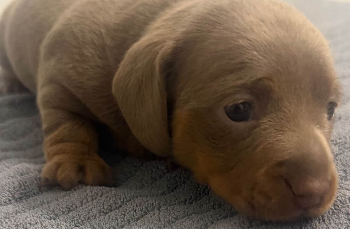 Dachshund Puppies breeder image 15