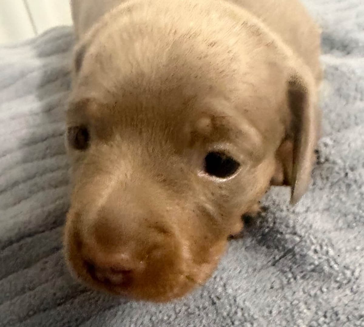 Dachshund Puppies breeder image 16