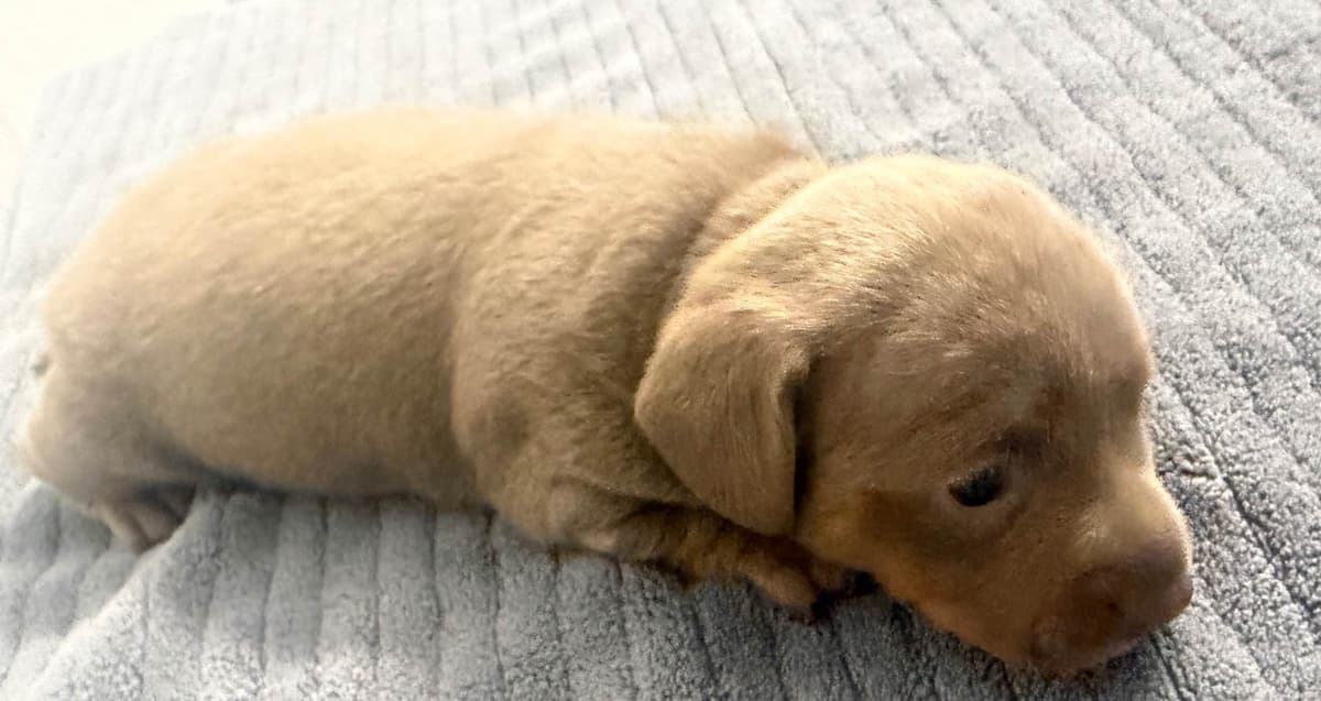 Dachshund Puppies breeder image 17