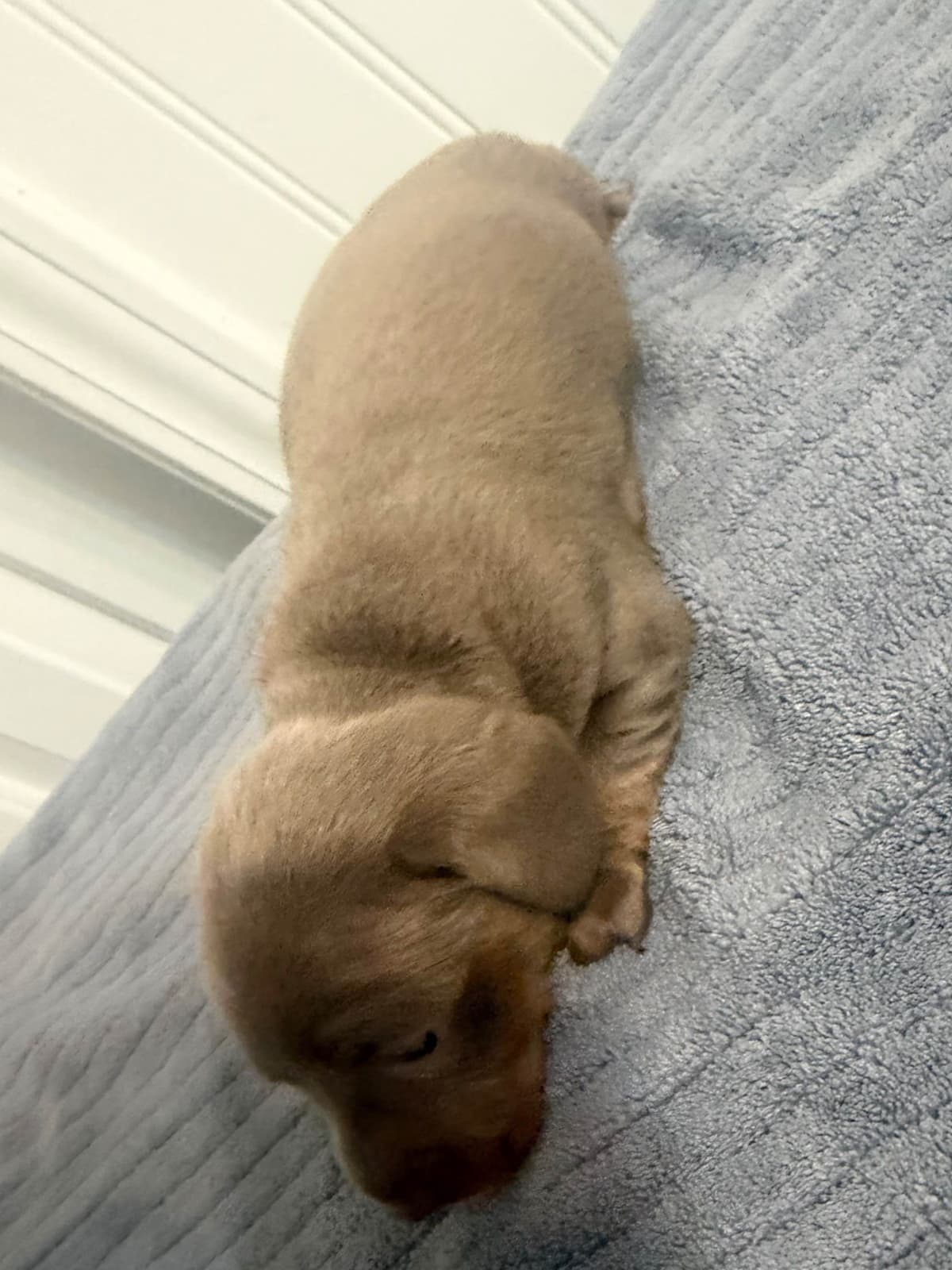Dachshund Puppies breeder image 18
