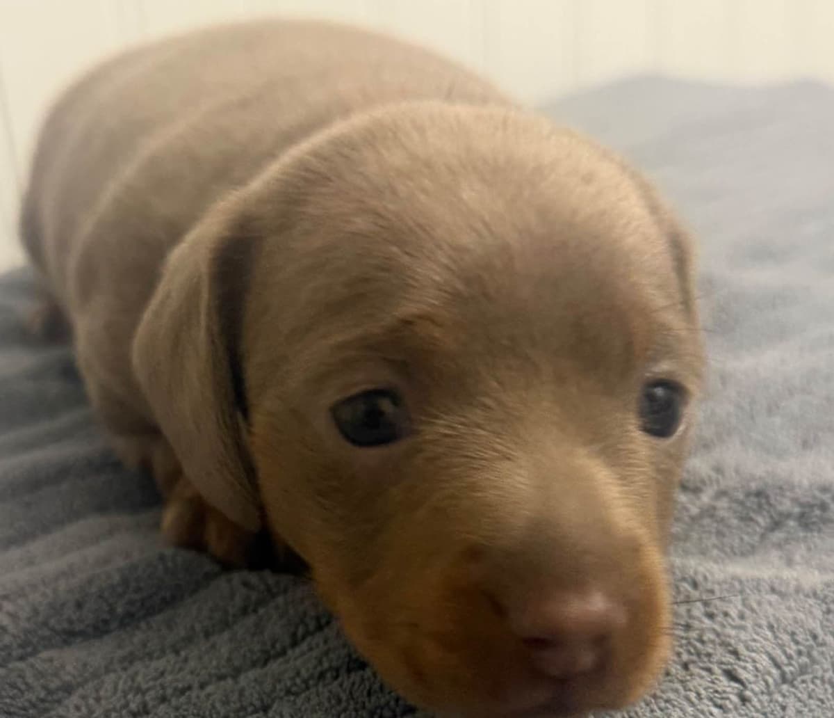 Dachshund Puppies breeder image 19