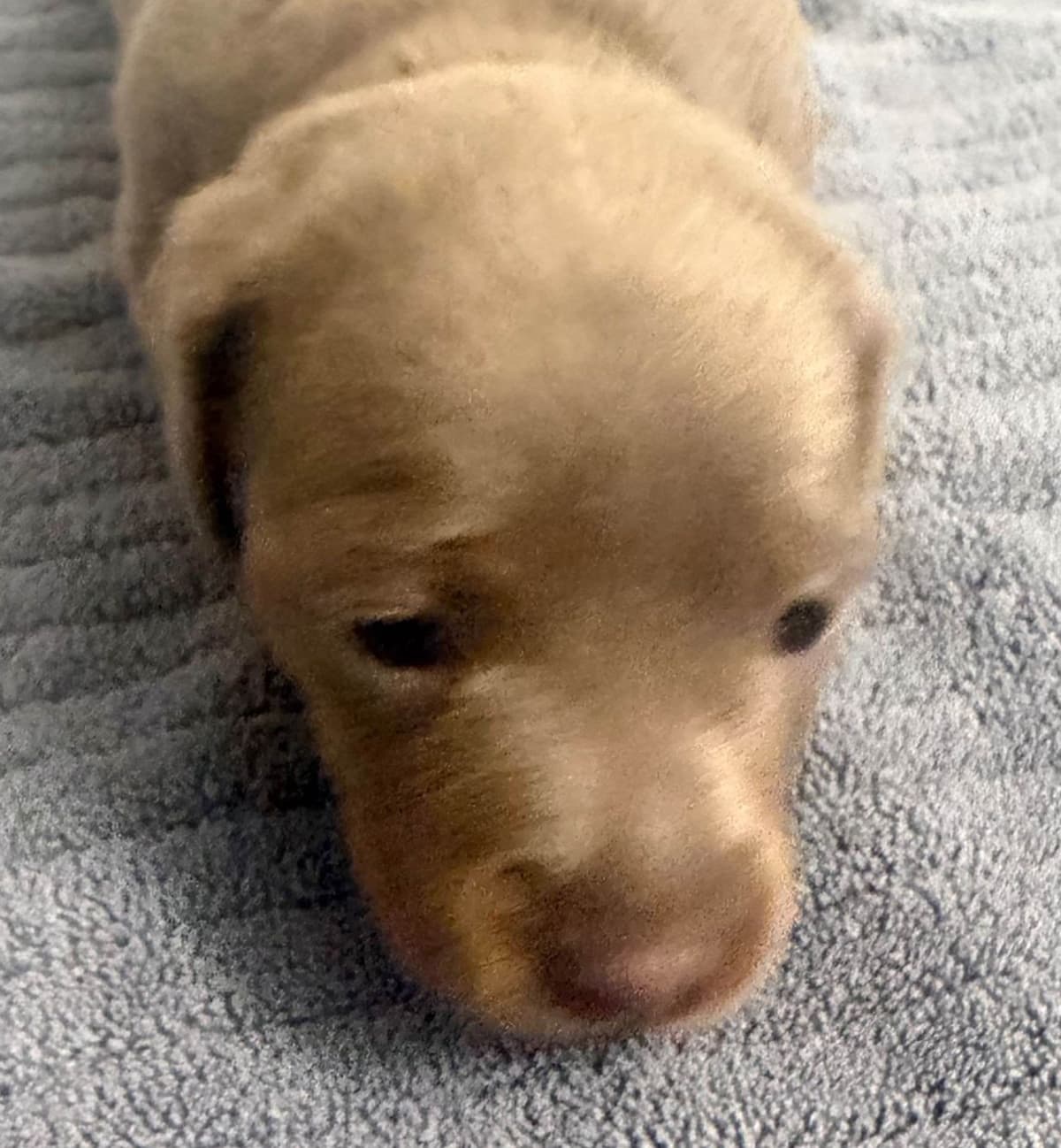 Dachshund Puppies breeder image 20