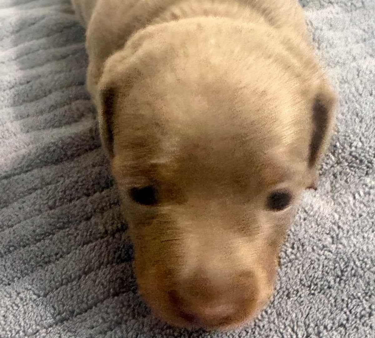 Dachshund Puppies breeder image 21