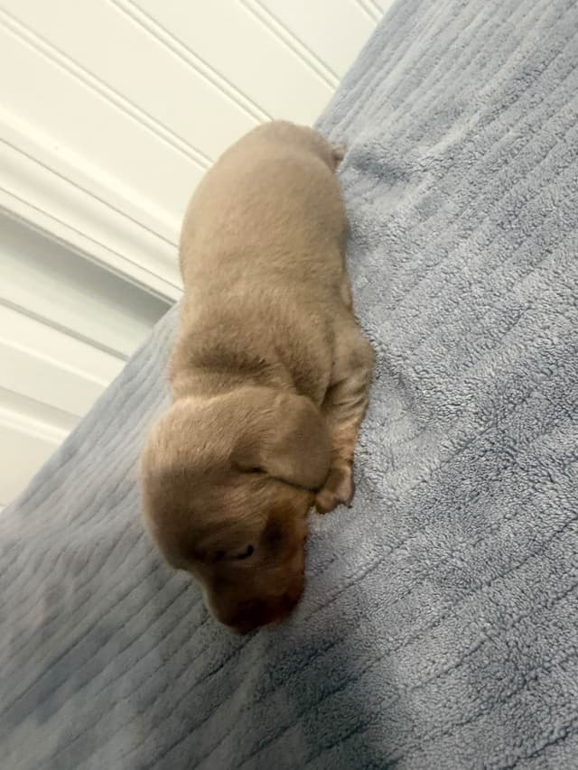 Dachshund Puppies media 2