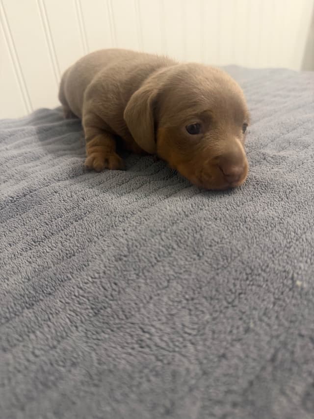 Dachshund Puppies media 3