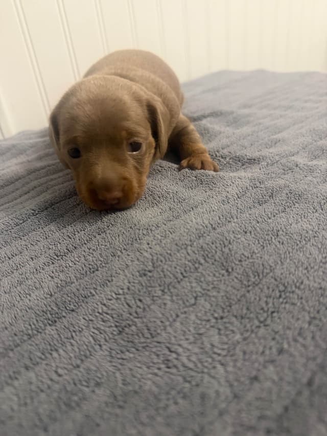Dachshund Puppies media 4